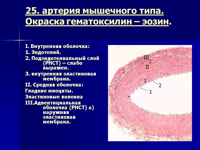25. артерия мышечного типа. Окраска гематоксилин – эозин.  I. Внутренняя оболочка: 1. Эндотелий.